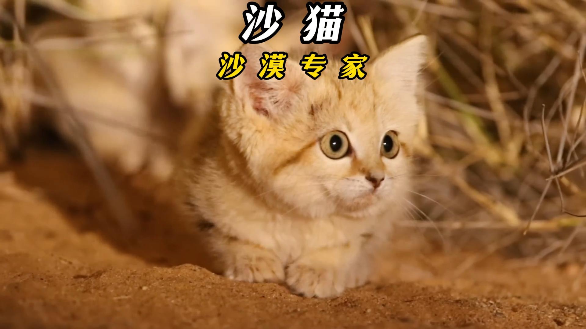沙漠中生存的小沙猫