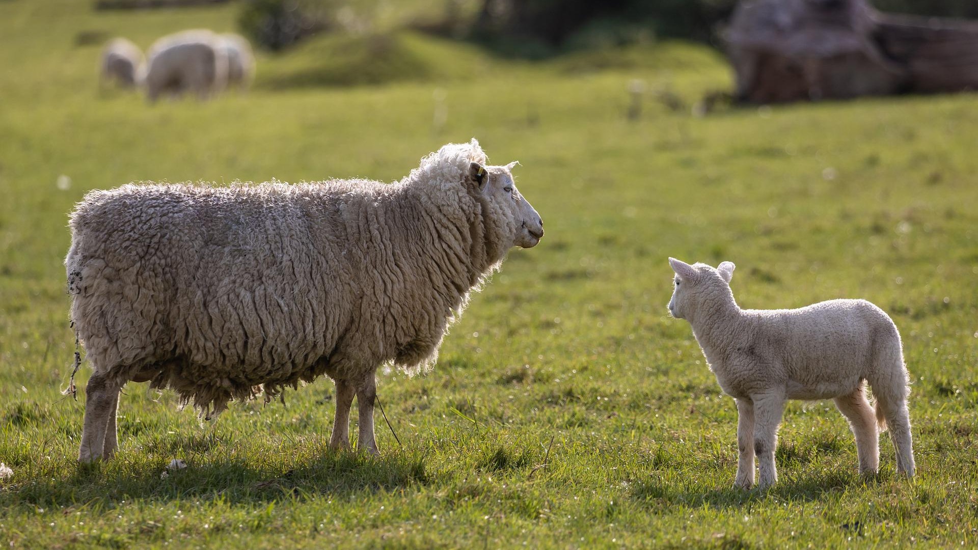 羊的叫声1   sheep cry 1