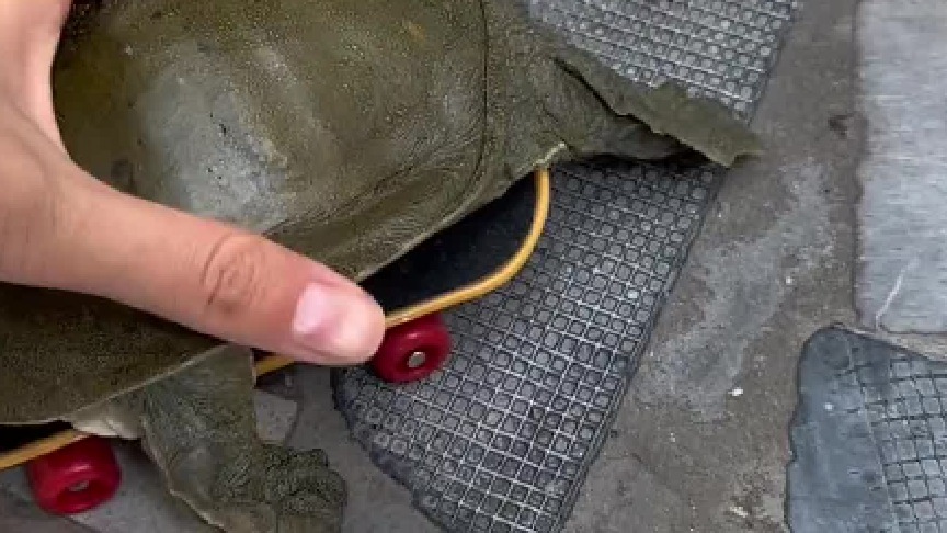 柯尔鸭真心劝退！养过这么多种动物之后，我目前最佩服养柯尔鸭当宠物的人！