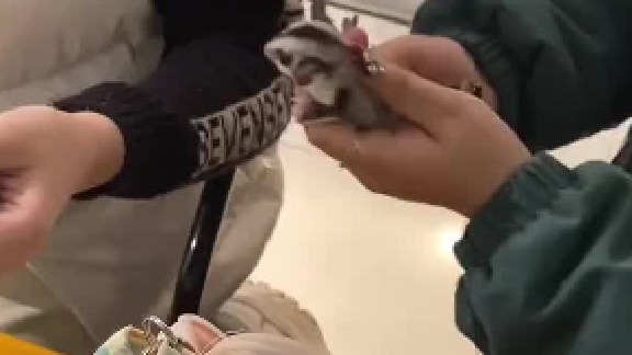 #蜜袋鼯日常 一脸享受，大胖的心情非常好