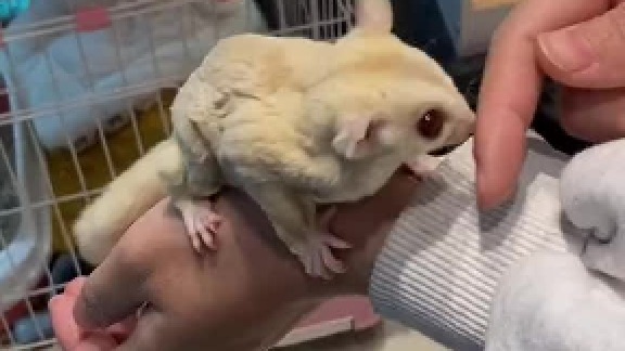 大姐的蜜真好，就是嗓门比较大