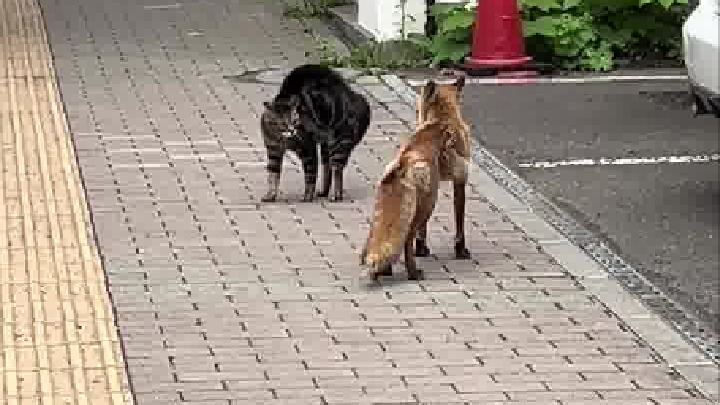 还有空中部队俯冲攻击