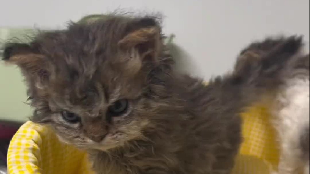 发现一只潦草小猫