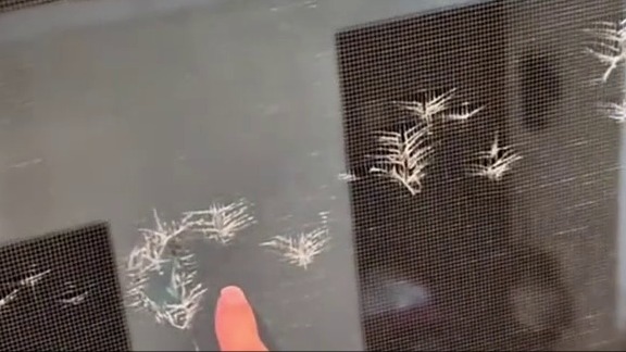 是你干的吧！猫咪 淘气猫 傻猫