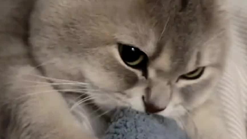 打心眼里觉得自己还是个孩子的小猫