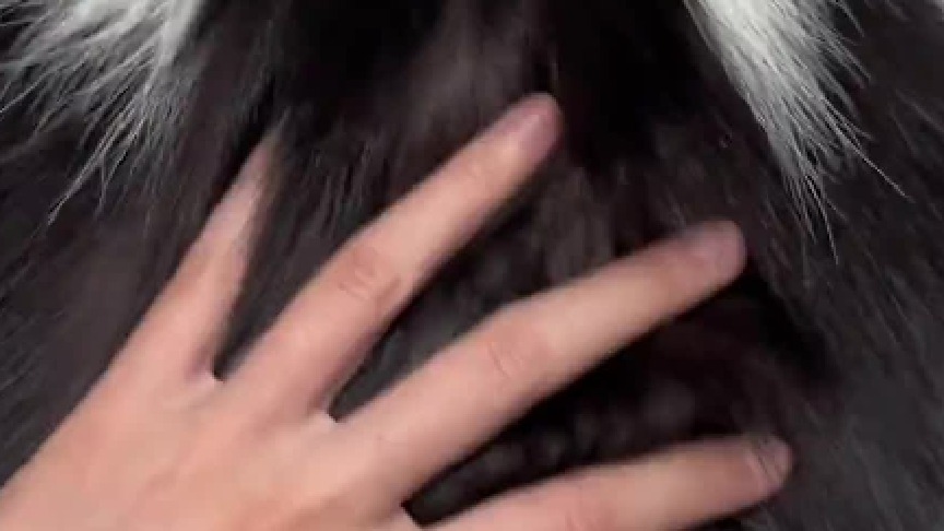 这个毛绒玩具不会是以臭鼬为原型设计的吧？