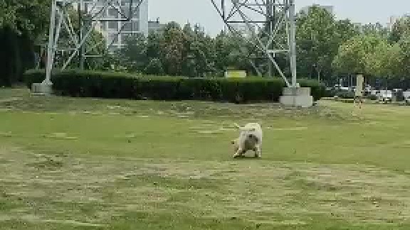 拥有一只听话的狗狗是一种什么体验