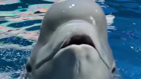 小黑真的是太可爱了