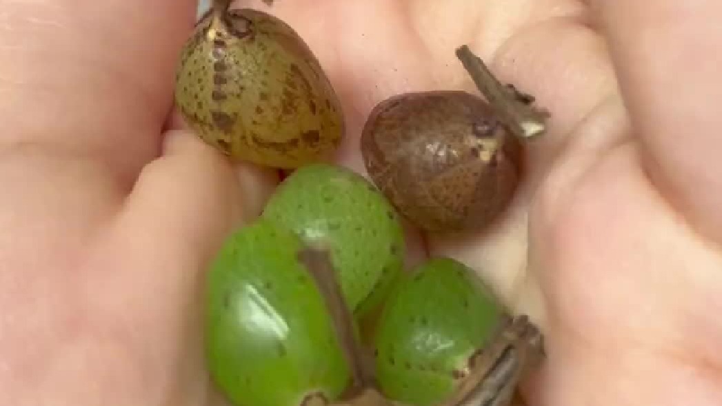 本来以为蝴蝶蛹长得像糖已经很离谱了，结果还有更离谱的