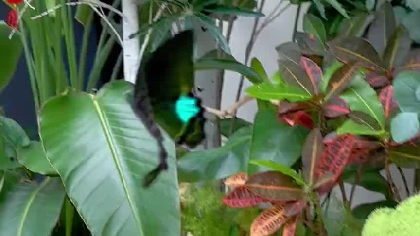 蝴蝶的花色也太奇妙了！巴黎翠凤蝶×绢粉蝶×报喜斑粉蝶