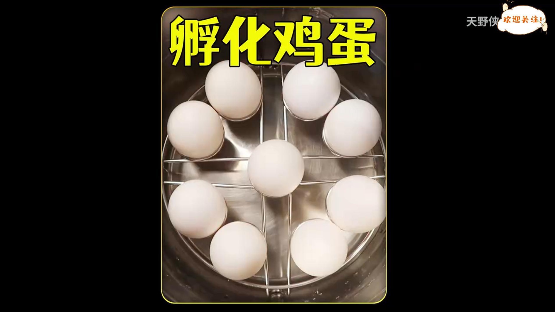 沉浸式孵化小鸡，耗时21天用太阳光孵化鸡蛋，能成功吗？