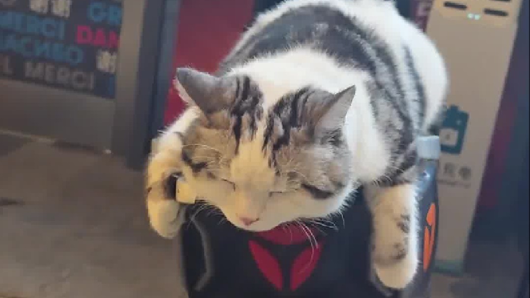 猫：不是说猫生没有那么多观众吗？