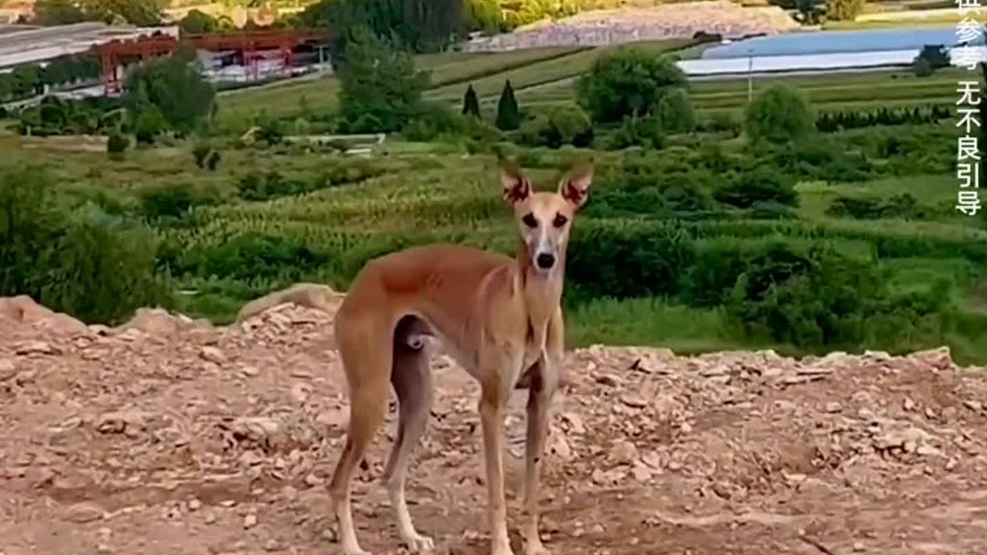 动物成精听懂人话的动物