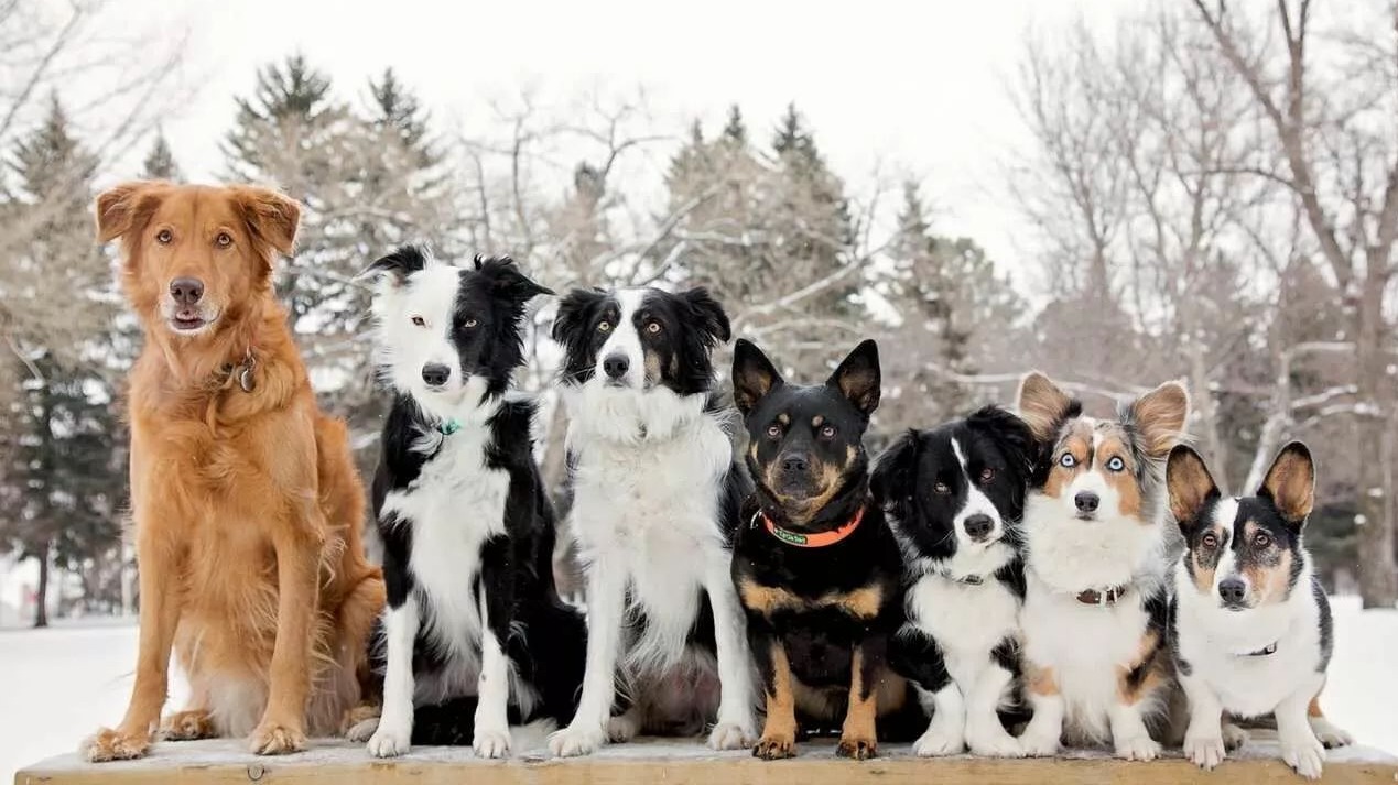 连胜十数盘，直达华山顶（1）