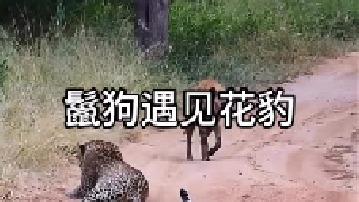 鬣狗遇见马路上的花豹居然耸了