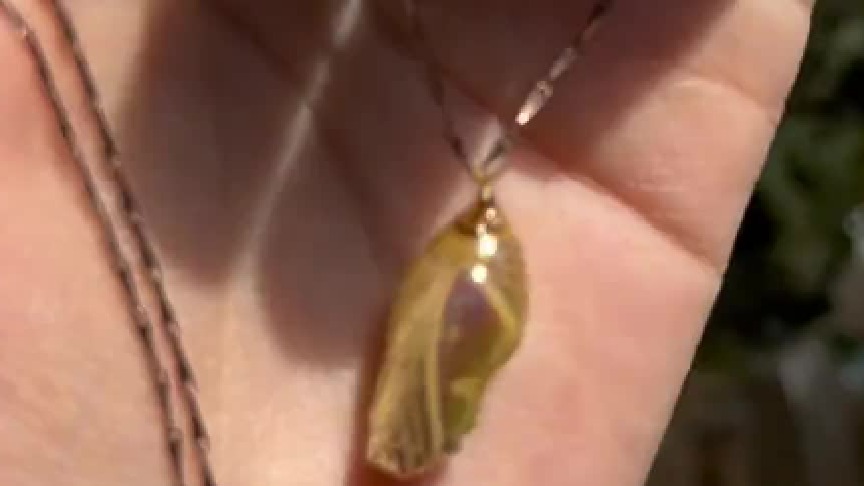 又来了好多没见过的蝴蝶蛹，没见过的蝴蝶孵化出来的感觉就像开盲盒！