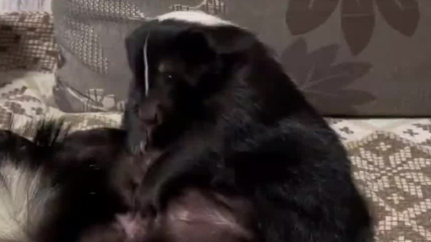 萌宠们的花式解痒大法