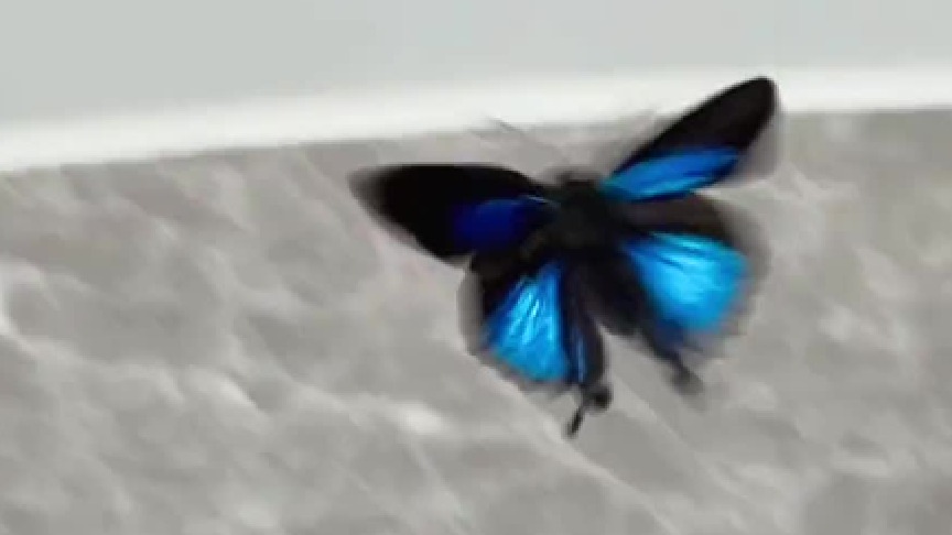 我又拥有蓝闪蝶了！但是迷你版…