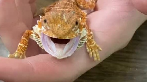 两个飞蜥科物种的竞争