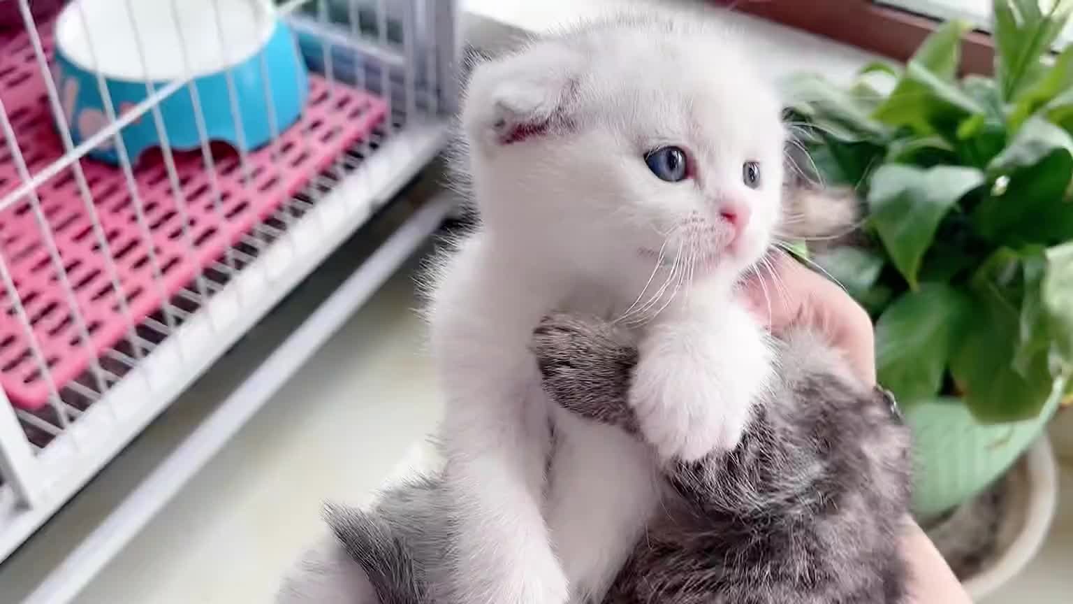 天天吃猫砂的猫