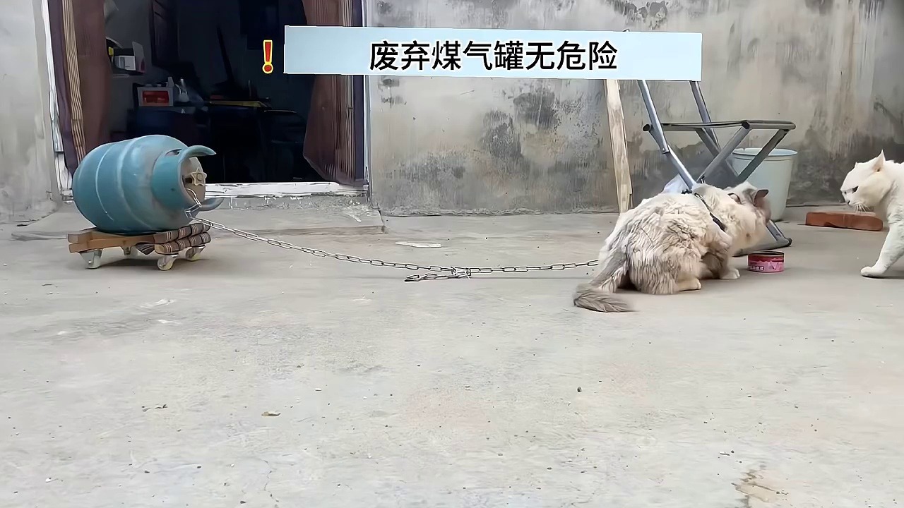 暴躁的猫拴煤气罐是有原因的