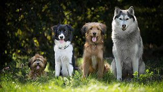 各種狗叫聲   various dog barking