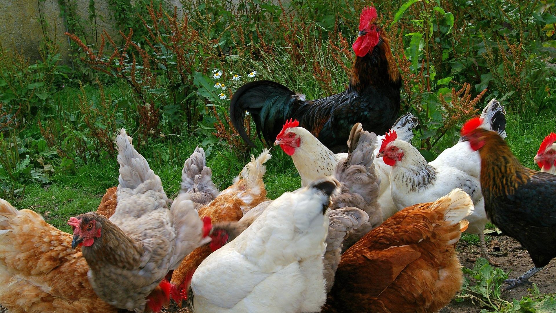 各种鸡的叫声 The sound of various chickens