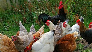 各種雞的叫聲 The sound of various chickens