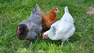 母雞的叫聲 The cry of a hen