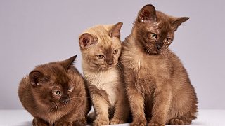 各種貓的聲音 All kinds of cat sounds