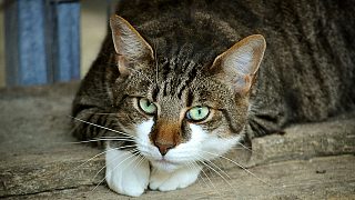 生氣貓的聲音 Angry cat&#039;s voice