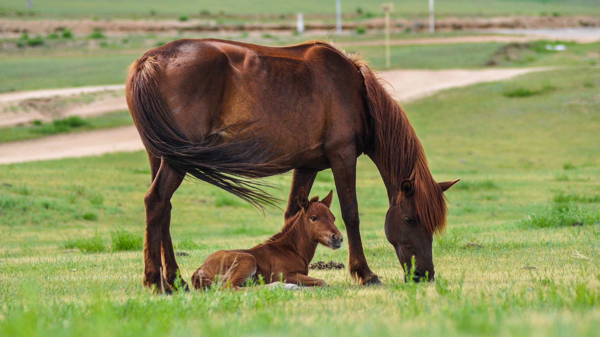 马的声音 1 The Voice of a Horse 1