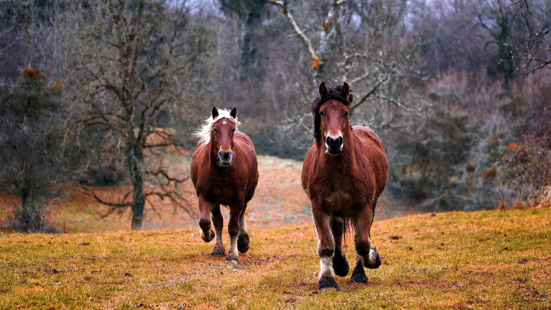 马的声音 2 The Voice of a Horse 2