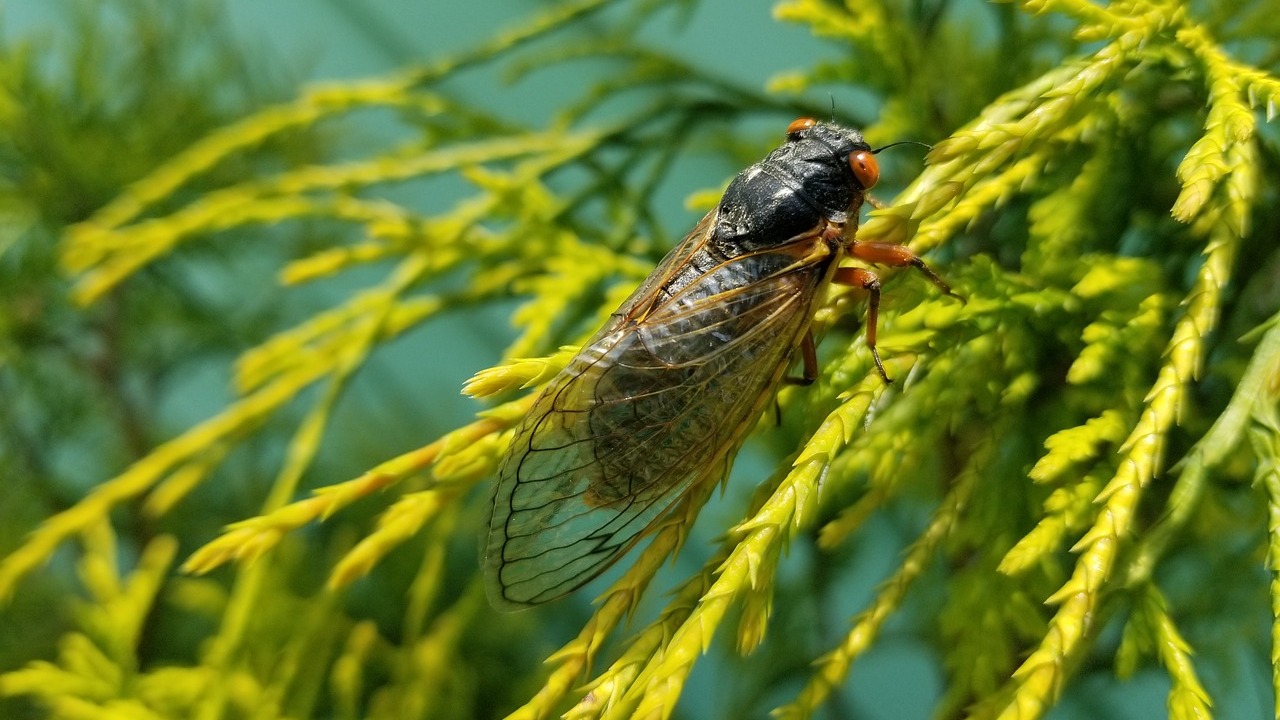 知了的声音 1 Cicada's voice 1