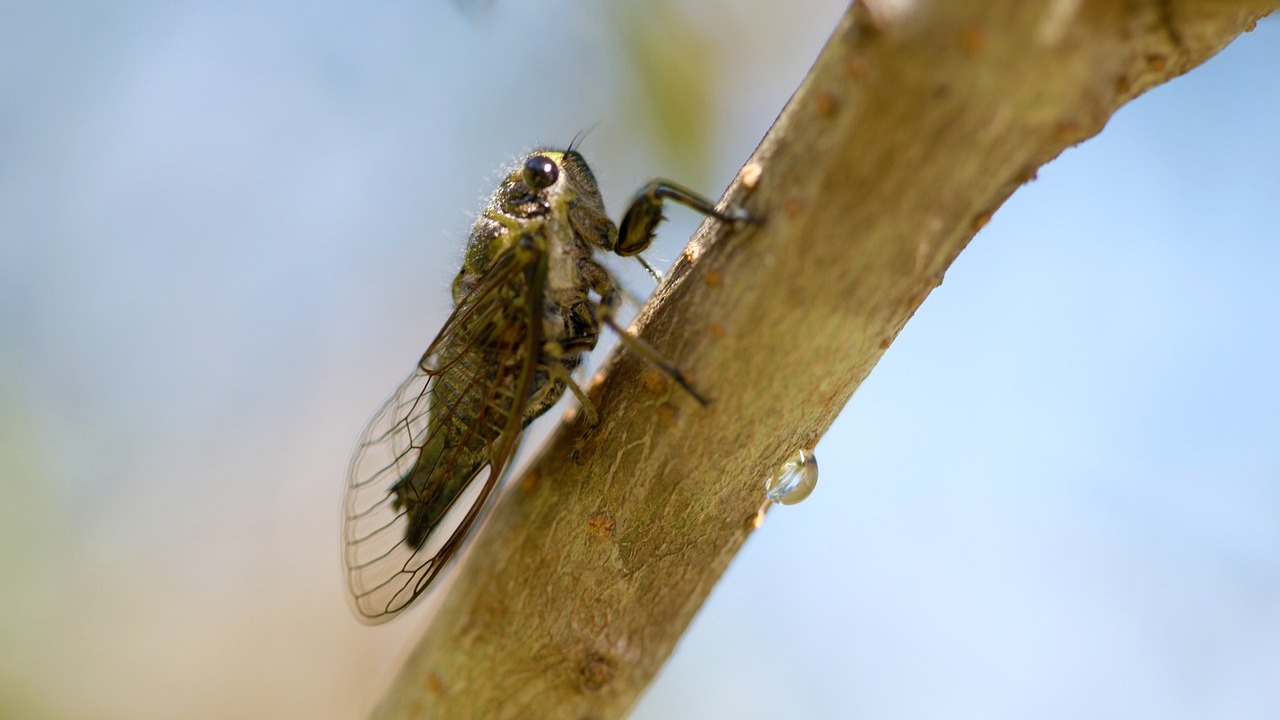 知了的声音 2 Cicada's voice 2