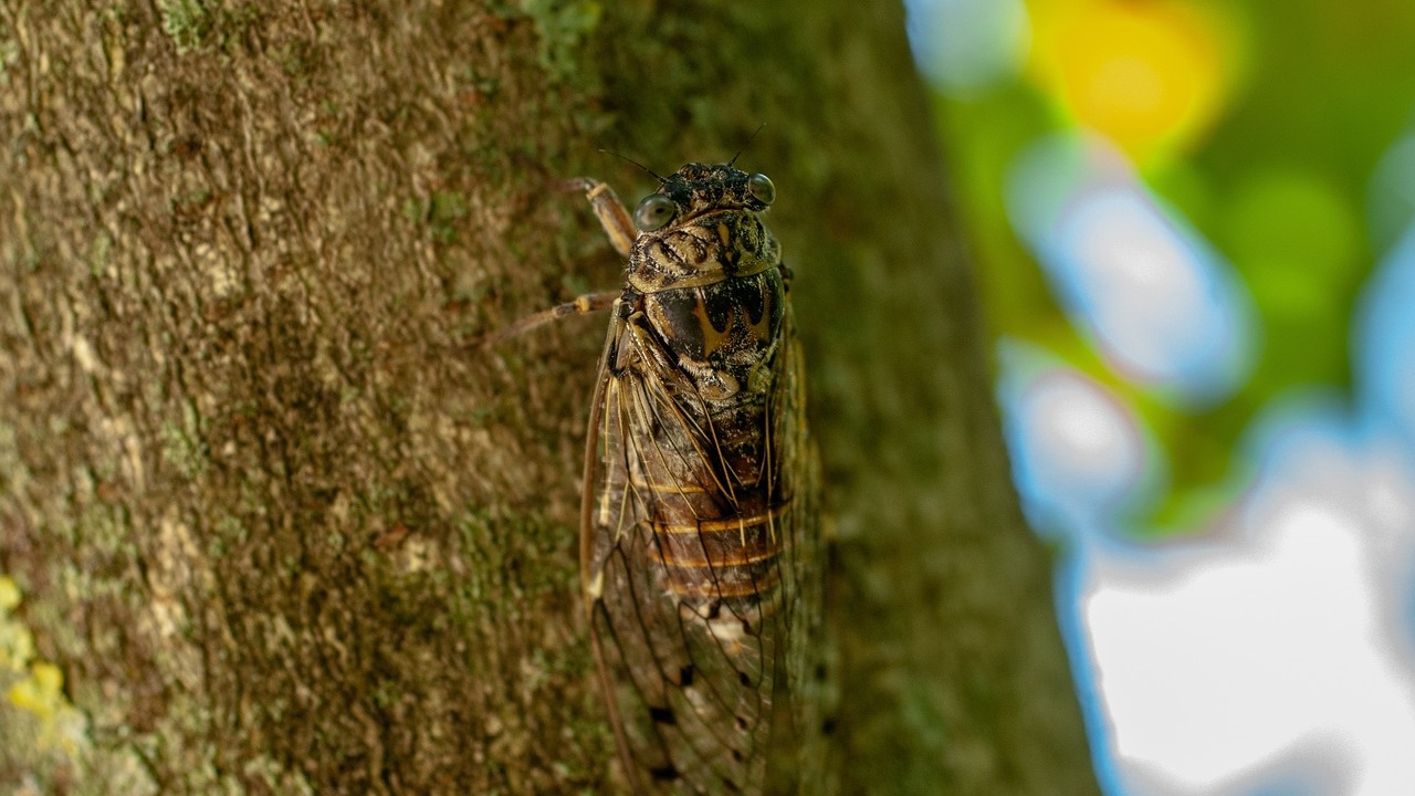 知了的声音 3 Cicada's voice 3