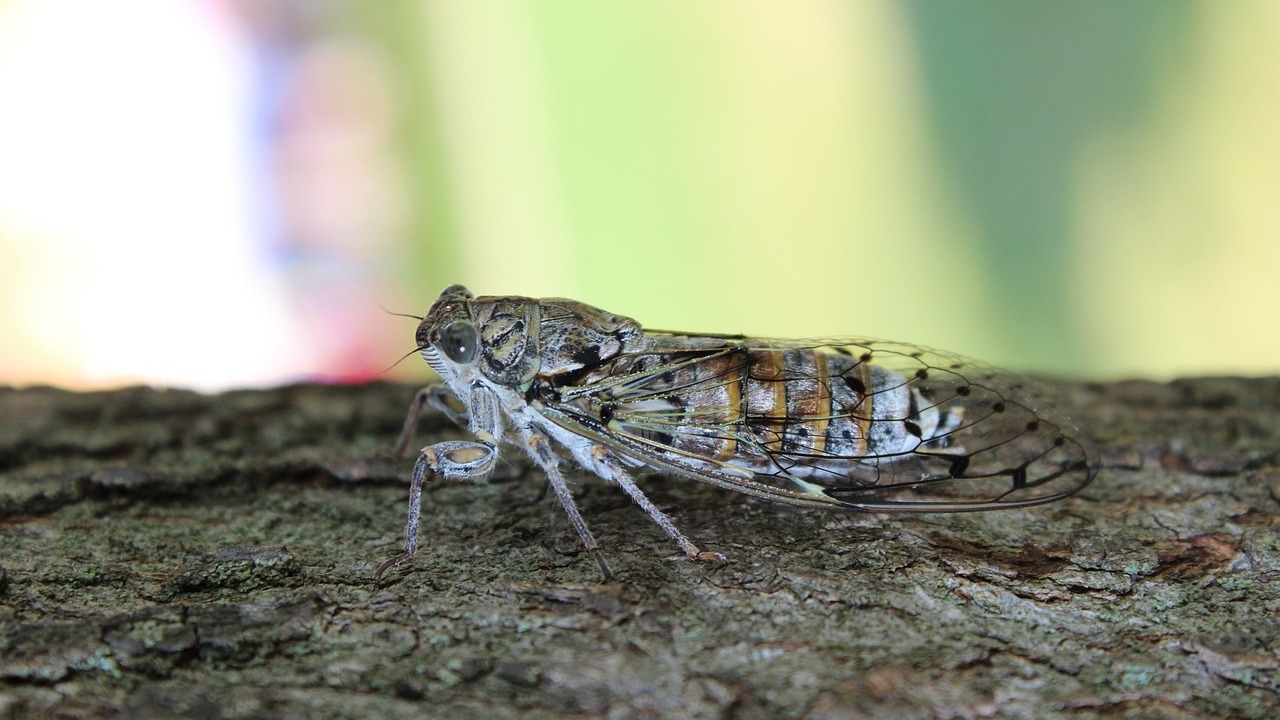 知了的声音 4 Cicada's voice 4