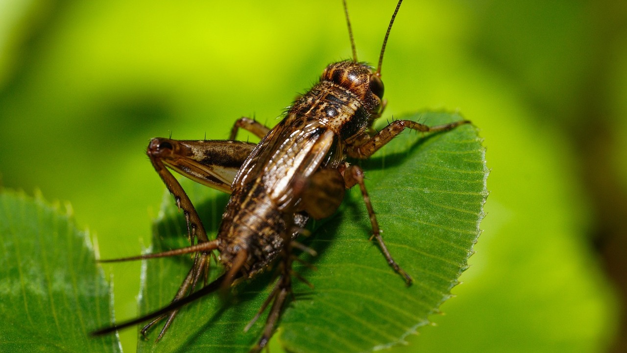 蟋蟀的声音 1 The sound of crickets 1