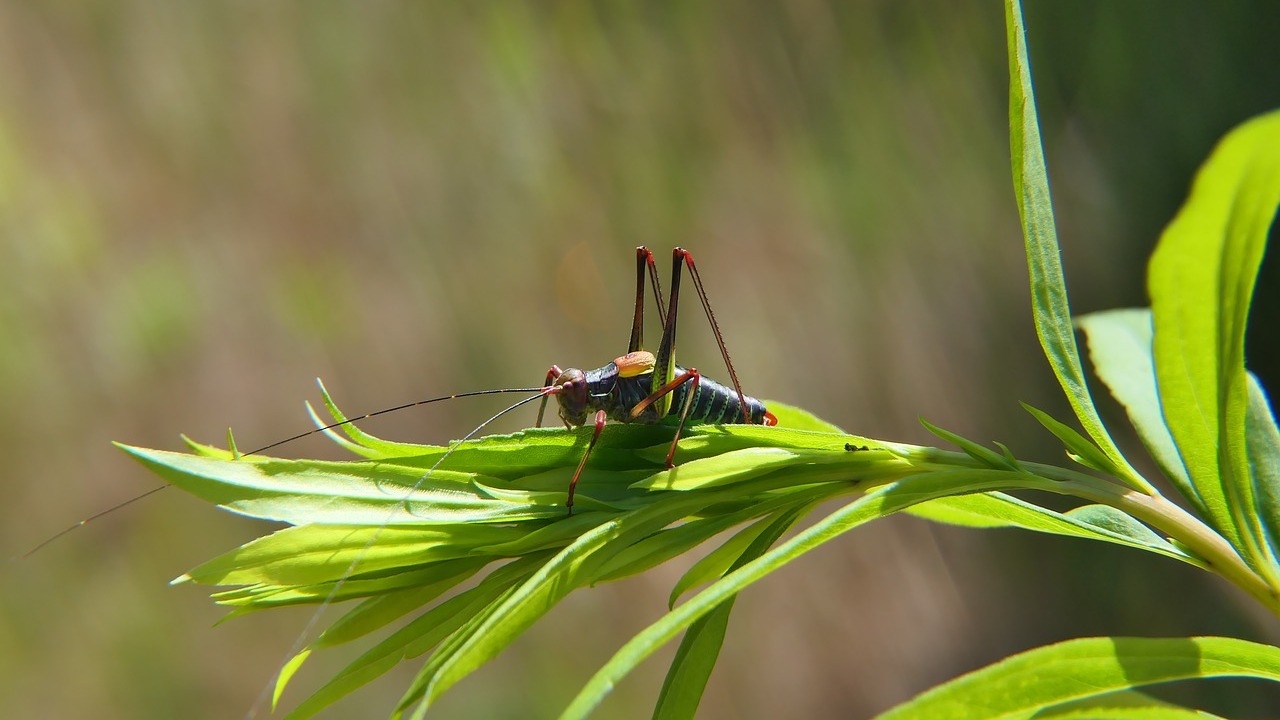 蟋蟀的声音 2 The sound of crickets 2