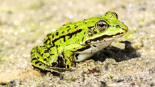 蛙的聲音 2 frog sound 2