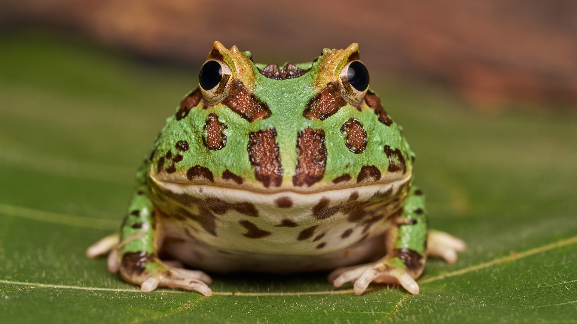 蛙的声音 3 frog sound 3