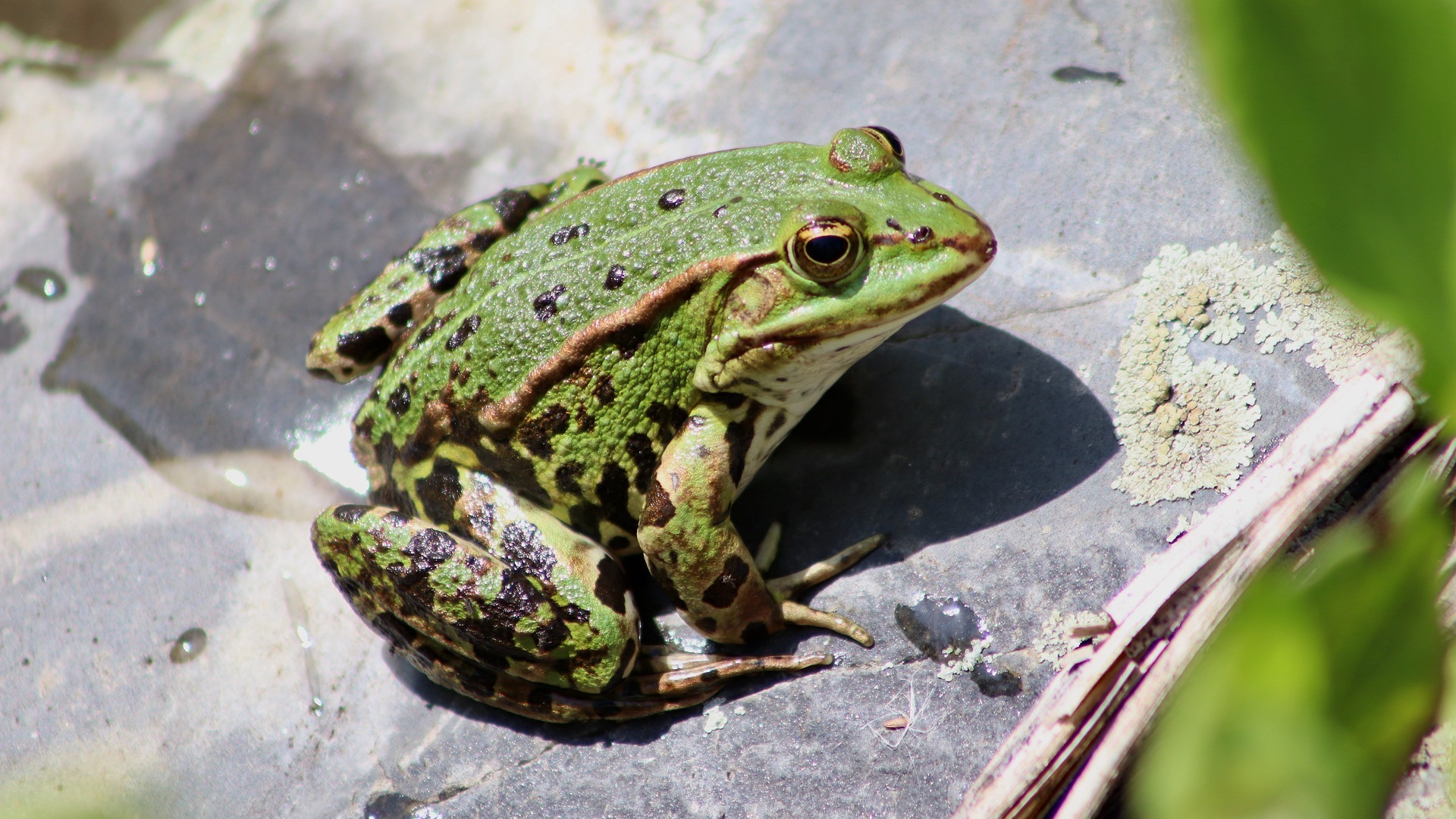 蛙的声音 4 frog sound 4