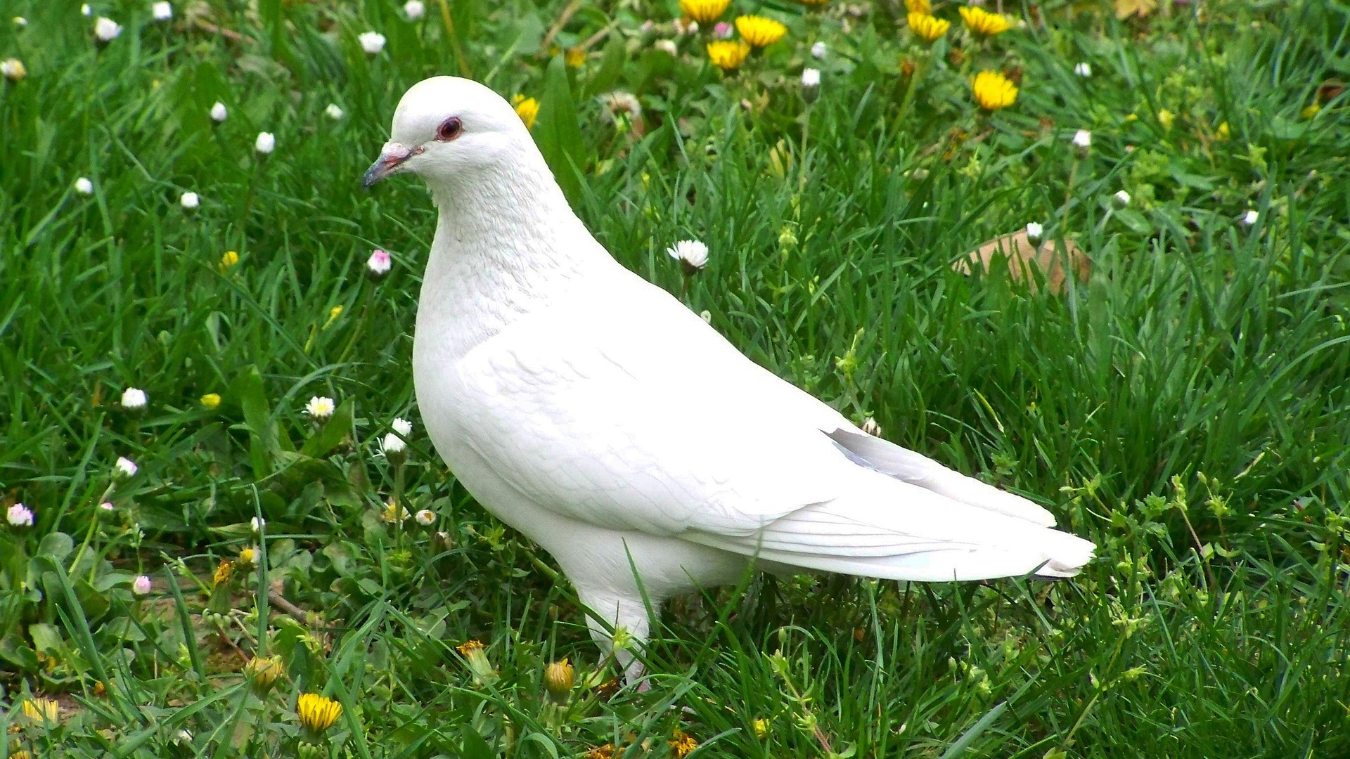 鸽子的声音 The Voice of Pigeons