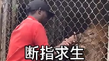 饲养员挑逗狮子被咬断手指