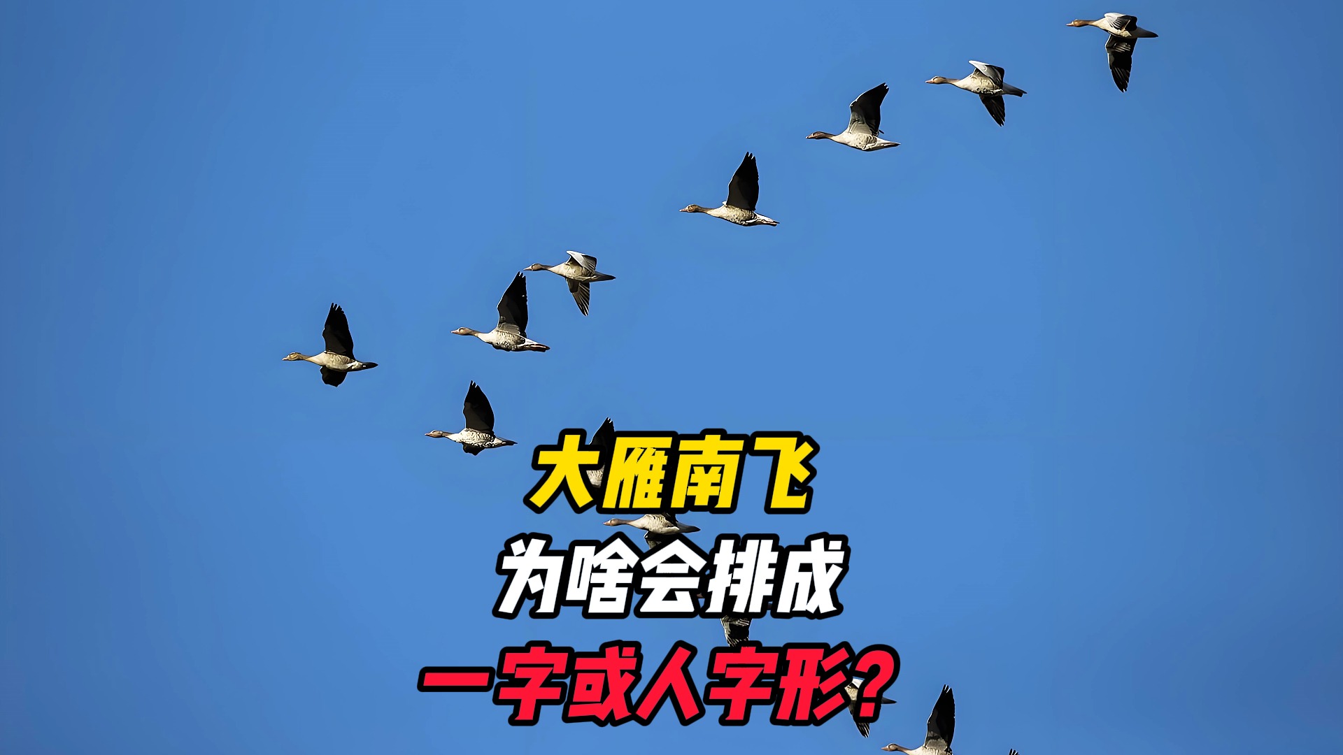 为什么大雁南飞时，会排成“人”字形或“一”字形？看完总算明白