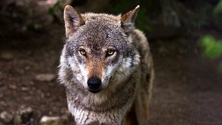 狼的聲音 wolf sound