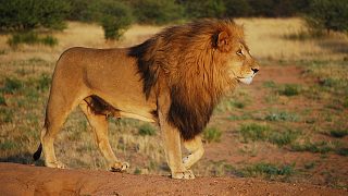 獅子的聲音 The Voice of a Lion