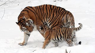 老虎的聲音 The Voice of a Tiger