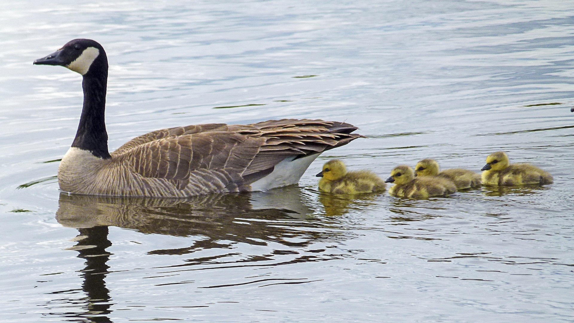 鹅的声音 The Voice of Goose