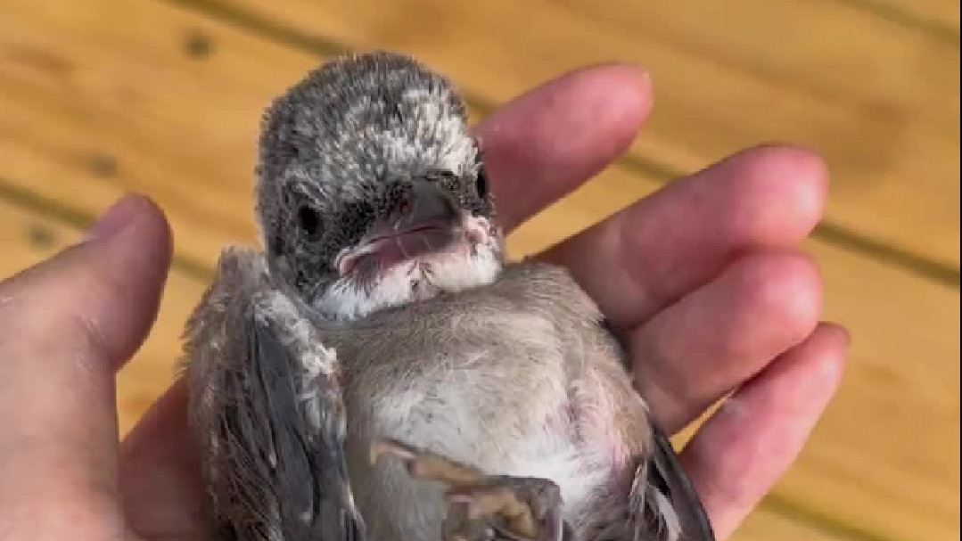 我已经不敢出门了，因为出门就要捡小动物回来…